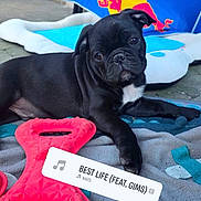 Bingo a rejoint le concours — aidez-le/la à gagner de superbes lots ! puppy, dog, black_pug, toy, red_toy, blanket, indoor, pet, cute, animal, lying_down, head_tilt, playful, colorful, red_bull_logo, floor, young_dog, pet_toy, relaxed, companion