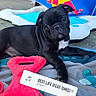 puppy, dog, black_pug, toy, red_toy, blanket, indoor, pet, cute, animal, lying_down, head_tilt, playful, colorful, red_bull_logo, floor, young_dog, pet_toy, relaxed, companion