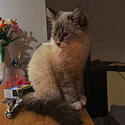 Calypso participe au concours pour gagner de l'argent avec cette photo : cat, animal, pet, fluffy, sitting, wooden_table, indoor, vase, flowers, shadow, contemplative, furniture, domestic, cozy, fur, cute, tabletop, decor, relaxed, pensive