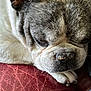 Baloo participe au concours pour gagner de l'argent avec cette photo : animal, close_up, companion, cozy, cute, dog, domestic, ears, french_bulldog, fur, indoors, leather, paw, pet, red, relaxation, resting, sleeping, snout, texture