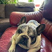 Baloo a rejoint le concours — aidez-le/la à gagner de superbes lots ! animal, canine, companion, couch, dog, domestic_animal, ears, face, french_bulldog, fur, home, houseplant, indoor, leather_couch, paw, pet, relaxed, resting, snout, window_light