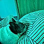 animal, bed, calm, closeup, comfort, cozy, cute, dog, domestic, ears, fur, home, indoor, pet, pillow, quiet, relaxing, resting, sleeping, striped