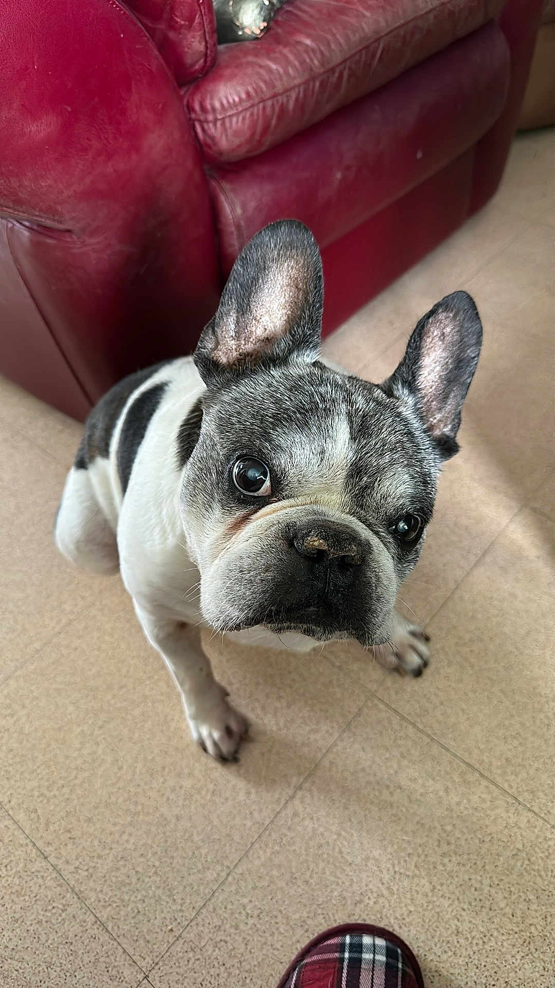 Baloo