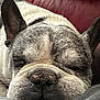 Baloo a rejoint le concours — aidez-le/la à gagner de superbes lots ! animal, canine, close_up, cute, dog, ear, expression, face, french_bulldog, fur, indoor, maroon_background, pet, portrait, relaxed, resting, sleeping, snout, texture, whiskers