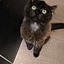 Ashira a rejoint le concours — aidez-le/la à gagner de superbes lots ! animal, black_cat, cat, curious, cute, domestic_cat, feline, fluffy, fur, green_eyes, household, indoor, looking_up, mammal, pet, sitting, small_animal, tail, whiskers, wooden_floor
