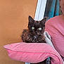 blue_curtain, cat, closeup, comfort, cozy, cute, domestic_animal, feline, fluffy, green_eyes, household, indoor, kitten, orange_wall, person, pet, pink_cushion, pink_sweater, resting, sitting
