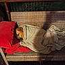 animal, beige_blanket, bench, blanket, cozy, cushion, dog, furniture, head, home, indoor, night, peeking, pet, pillow, portrait, red_pillow, shadow, sleeping, wicker_bench