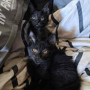 Rabia Et Millow a rejoint le concours — aidez-le/la à gagner de superbes lots ! bedding, black_cat, blanket, cat, couch, cozy, duvet, ears, feline, fur, green_eyes, indoor, kitten, pet, pillow, portrait, striped_pattern, two_kittens, whiskers, yellow_eyes