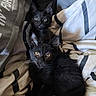 bedding, black_cat, blanket, cat, couch, cozy, duvet, ears, feline, fur, green_eyes, indoor, kitten, pet, pillow, portrait, striped_pattern, two_kittens, whiskers, yellow_eyes
