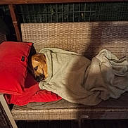 Sweety participe au concours pour gagner de l'argent avec cette photo : animal, beige_blanket, bench, blanket, cozy, cushion, dog, furniture, head, home, indoor, night, peeking, pet, pillow, portrait, red_pillow, shadow, sleeping, wicker_bench