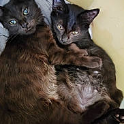 Rabia Et Millow a rejoint le concours — aidez-le/la à gagner de superbes lots ! belly, black_cat, blanket, closeup, cozy, cuddling, ears, fur, green_eyes, indoor, kitten, paws, pet, portrait, relaxed, sibling, sofa, two_kittens, whiskers, yellow_eyes