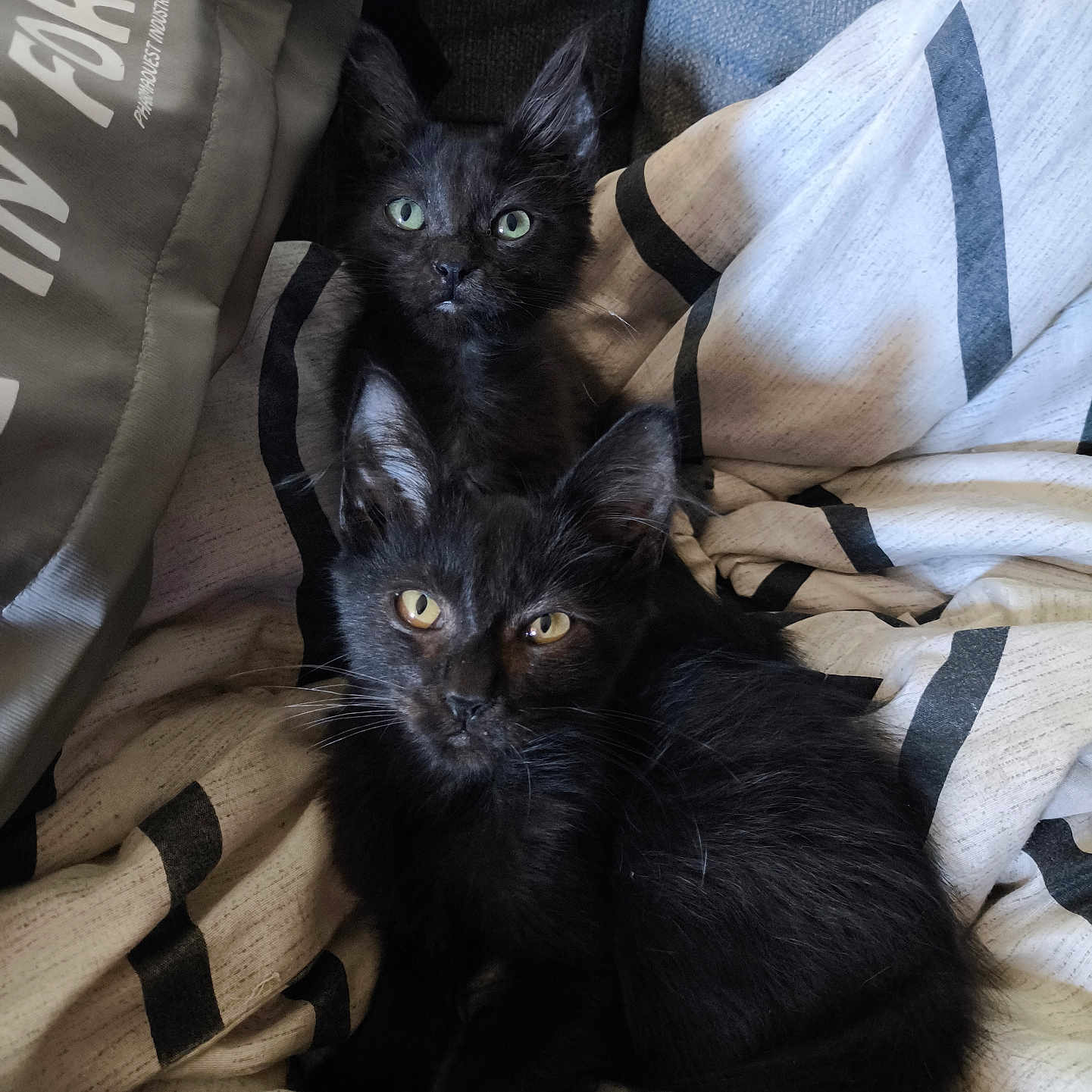 Rabia Et Millow a rejoint le concours — aidez-le/la à gagner de superbes lots ! bedding, black_cat, blanket, cat, couch, cozy, duvet, ears, feline, fur, green_eyes, indoor, kitten, pet, pillow, portrait, striped_pattern, two_kittens, whiskers, yellow_eyes