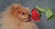 Apollo participe au concours pour gagner de l'argent avec cette photo : dog, pomeranian, flower, rose, red_rose, pet, fluffy, cute, sniffing, close_up, nature, green_leaves, animal, portrait, adorable, fur, nose, background, plant, indoor