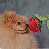 dog, pomeranian, flower, rose, red_rose, pet, fluffy, cute, sniffing, close_up, nature, green_leaves, animal, portrait, adorable, fur, nose, background, plant, indoor