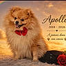 Apollo a rejoint le concours — aidez-le/la à gagner de superbes lots ! dog, pomeranian, bow_tie, red_bow_tie, pet, sunset, rainbow, flower, rose, hat, fur, portrait, memorial, text_overlay, sky, clouds, cute, animal, sitting, fluffy