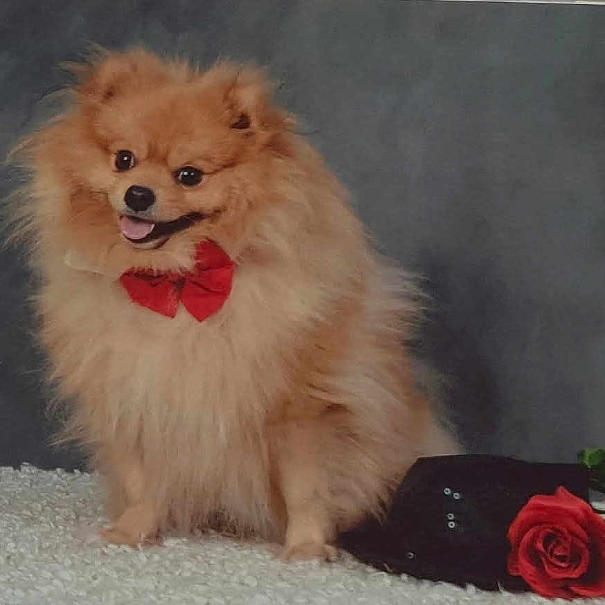 Apollo participe au concours pour gagner de l'argent avec cette photo : dog, pomeranian, fluffy, red_bow, pet, portrait, indoor, hat, rose, flower, cute, small_dog, fur, animal, sitting, studio, accessory, decor, adorable, companion