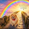 Apollo participe au concours pour gagner de l'argent avec cette photo : dog, pomeranian, rainbow, bridge, clouds, paw_prints, flowers, stone_path, sunset, sky, gate, nature, memorial, bow_tie, walking, outdoor, scenic, colorful, pet, cute