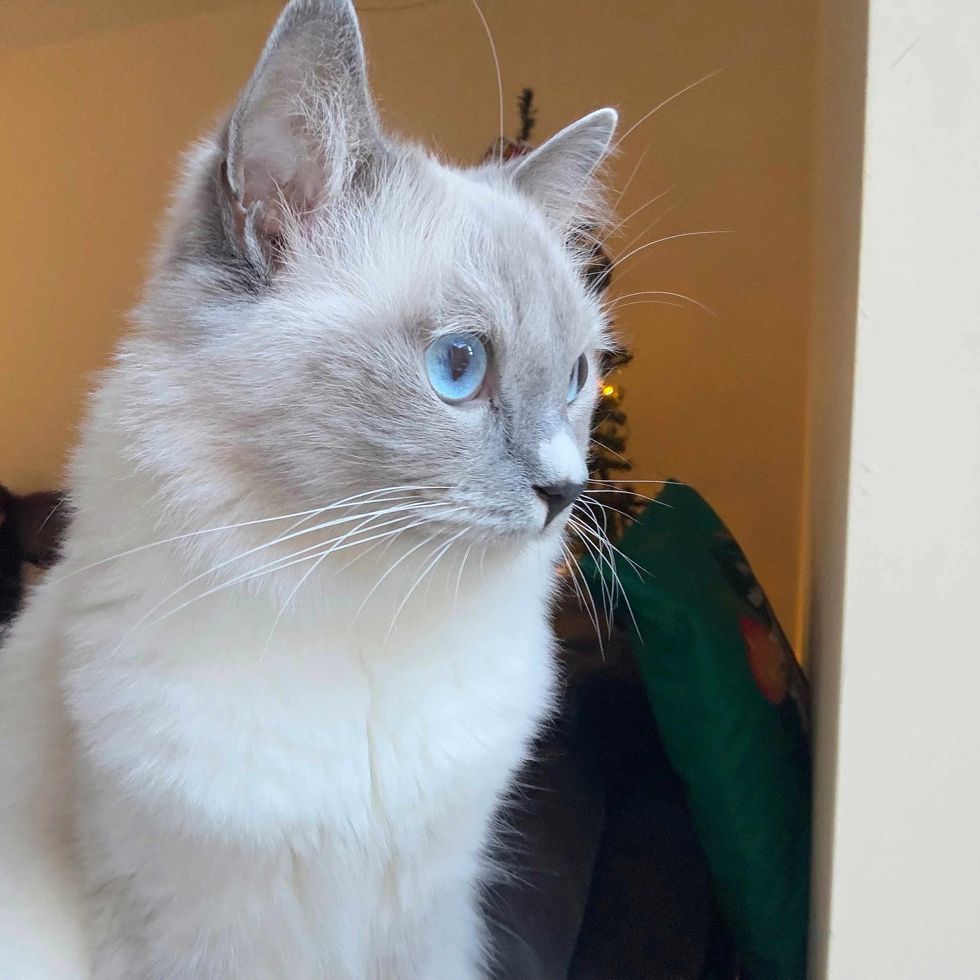 Katsu joined the competition — help win amazing prizes! angora, animal, cat, kitten, manx, pet, siamese, white