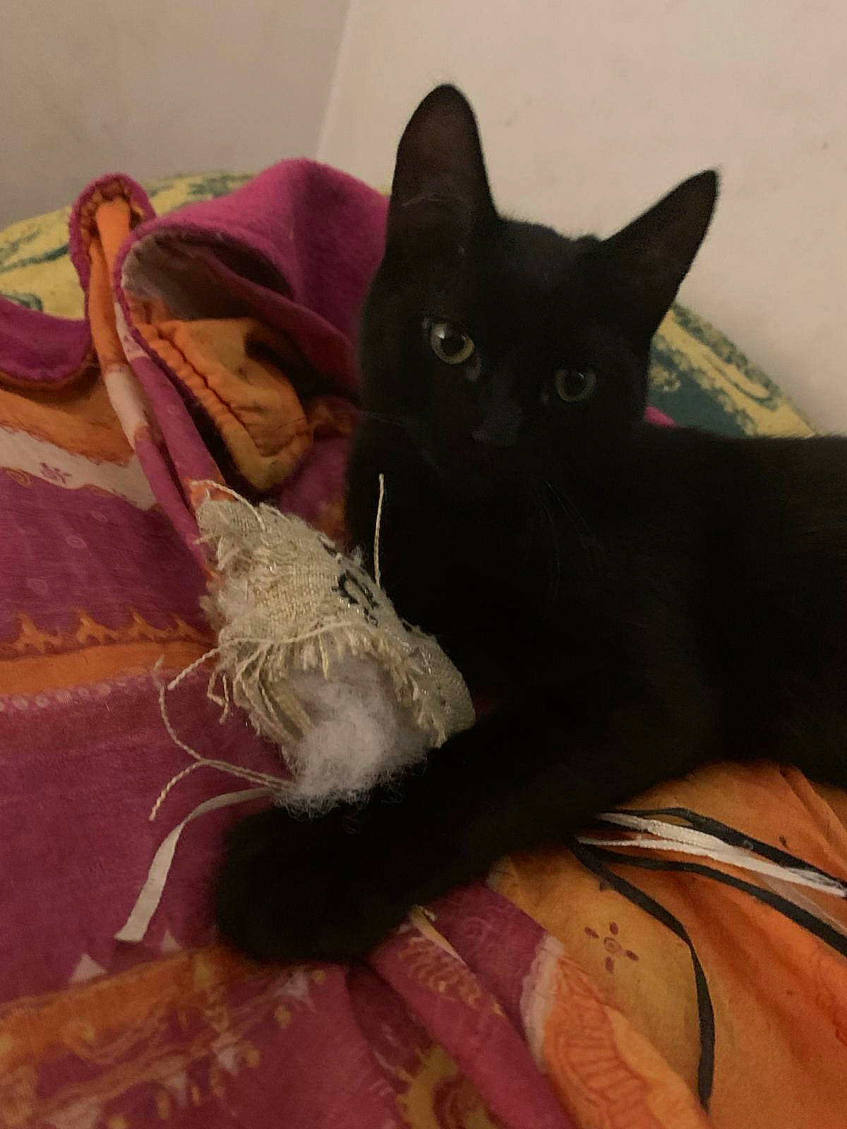 Twister a rejoint le concours — aidez-le/la à gagner de superbes lots ! black_cat, bombay, carnivore, cat, comfort, couch, domestic_short_haired_cat, fashion_accessory, felidae, foot, fur, human_leg, magenta, purple, sitting, small_to_medium_sized_cats, tail, thigh, tree, whiskers