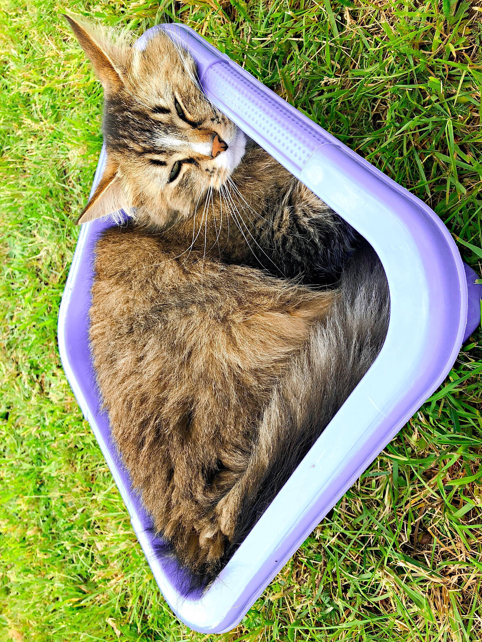 Milo a rejoint le concours — aidez-le/la à gagner de superbes lots ! carnivore, cat, claw, domestic_short_haired_cat, felidae, fur, grass, pet_supply, plant, rectangle, small_to_medium_sized_cats, snout, soil, tail, terrestrial_animal, whiskers, wildlife