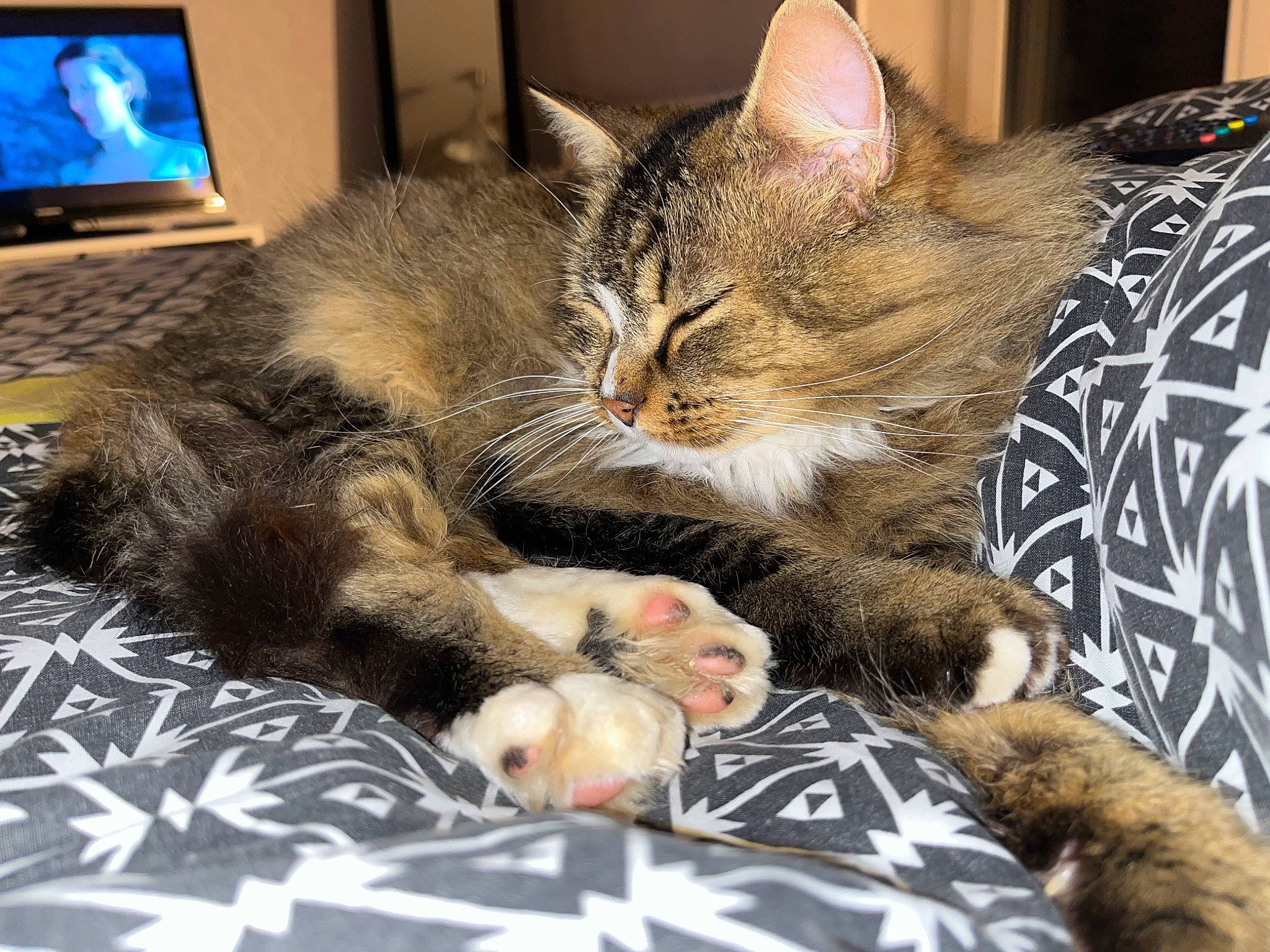 Milo participe au concours pour gagner de l'argent avec cette photo : carnivore, cat, claw, comfort, computer, computer_keyboard, domestic_short_haired_cat, felidae, fur, lap, laptop, led_backlit_lcd_display, nap, output_device, paw, personal_computer, small_to_medium_sized_cats, snout, tail, whiskers
