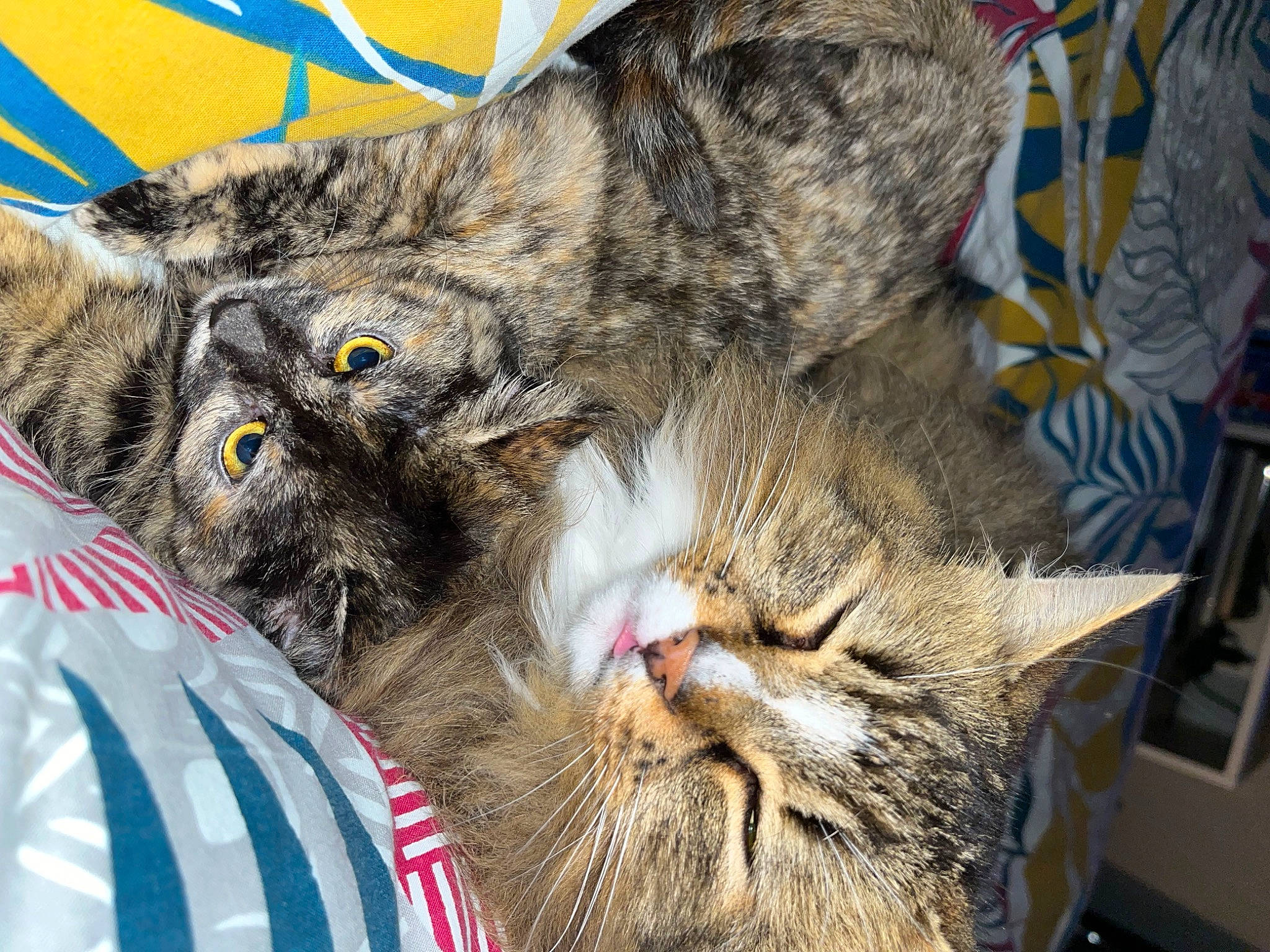 Milo participe au concours pour gagner de l'argent avec cette photo : carnivore, cat, claw, domestic_short_haired_cat, event, felidae, fur, paw, small_to_medium_sized_cats, snout, terrestrial_animal, whiskers