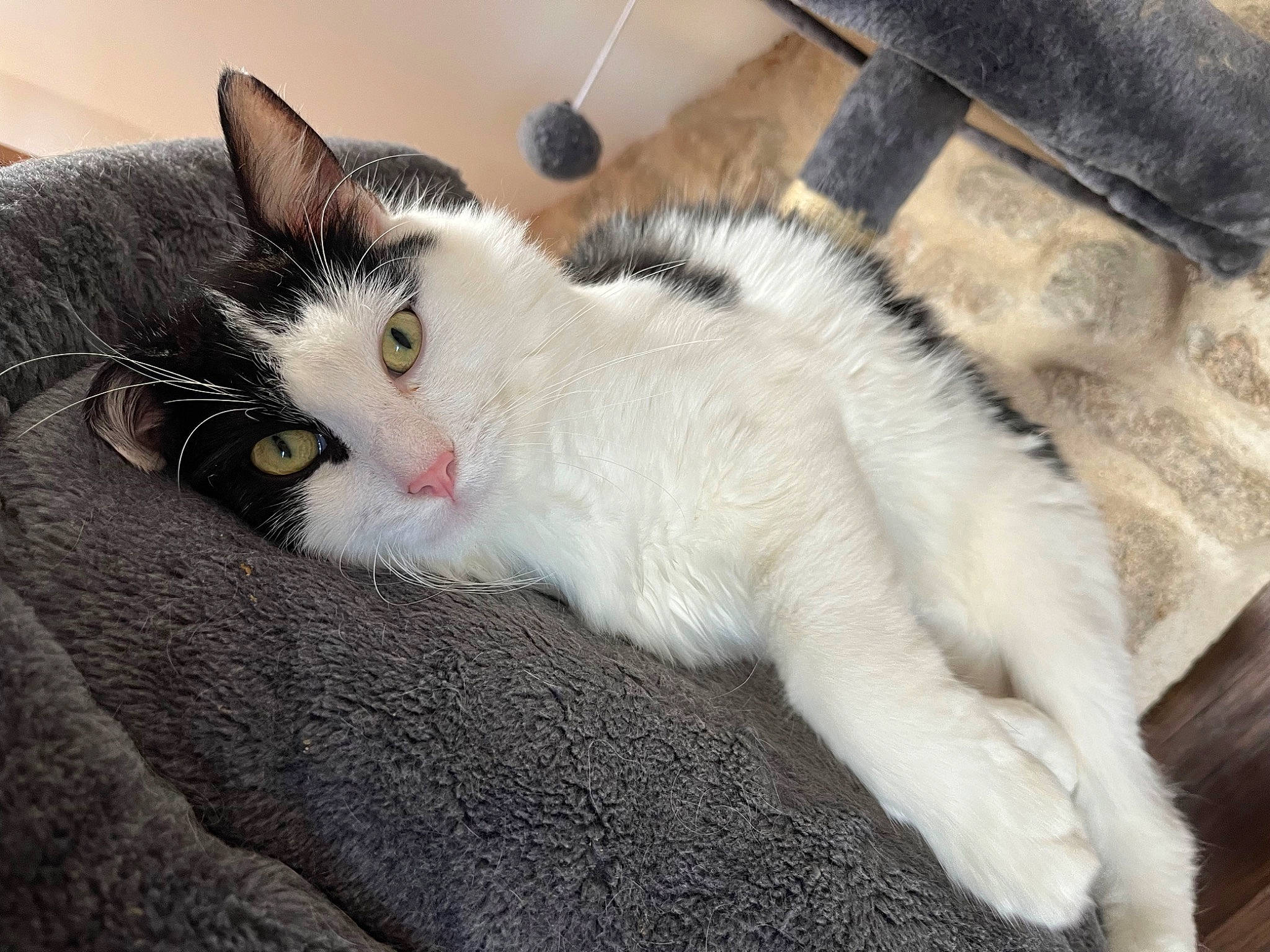 Twist participe au concours pour gagner de l'argent avec cette photo : carnivore, cat, claw, comfort, domestic_short_haired_cat, felidae, fur, nap, paw, small_to_medium_sized_cats, snout, tail, whiskers