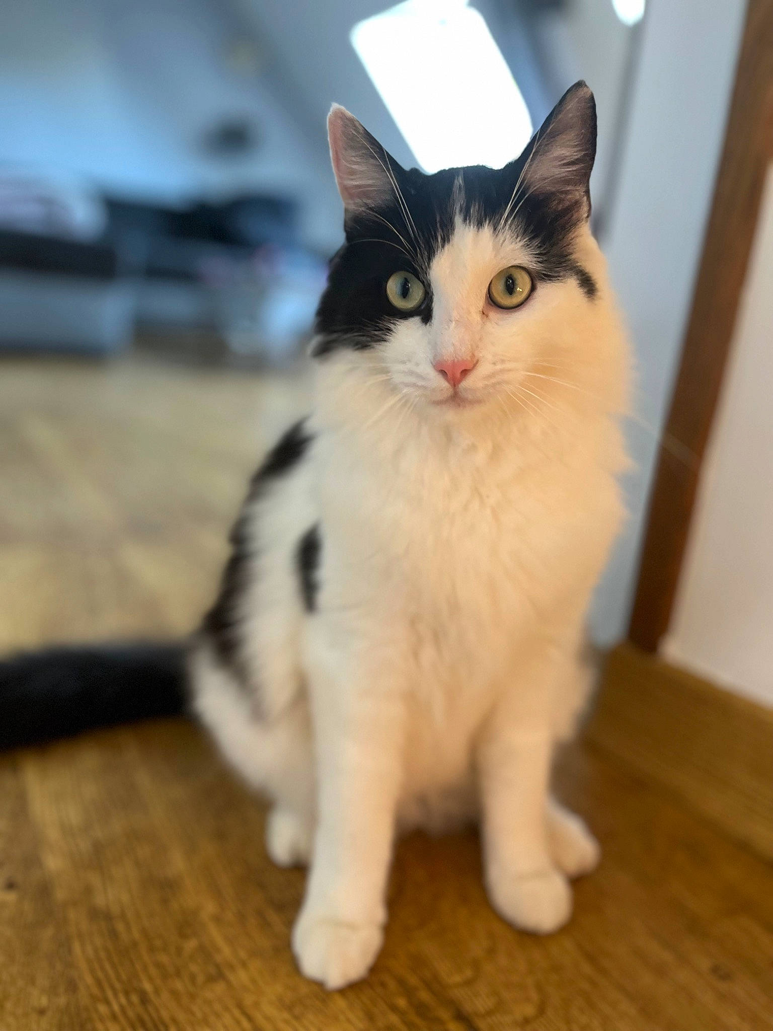 Twist participe au concours pour gagner de l'argent avec cette photo : carnivore, cat, domestic_short_haired_cat, eye, felidae, floor, flooring, foot, fur, hardwood, laminate_flooring, paw, small_to_medium_sized_cats, snout, tail, varnish, whiskers, wood, wood_flooring, wood_stain