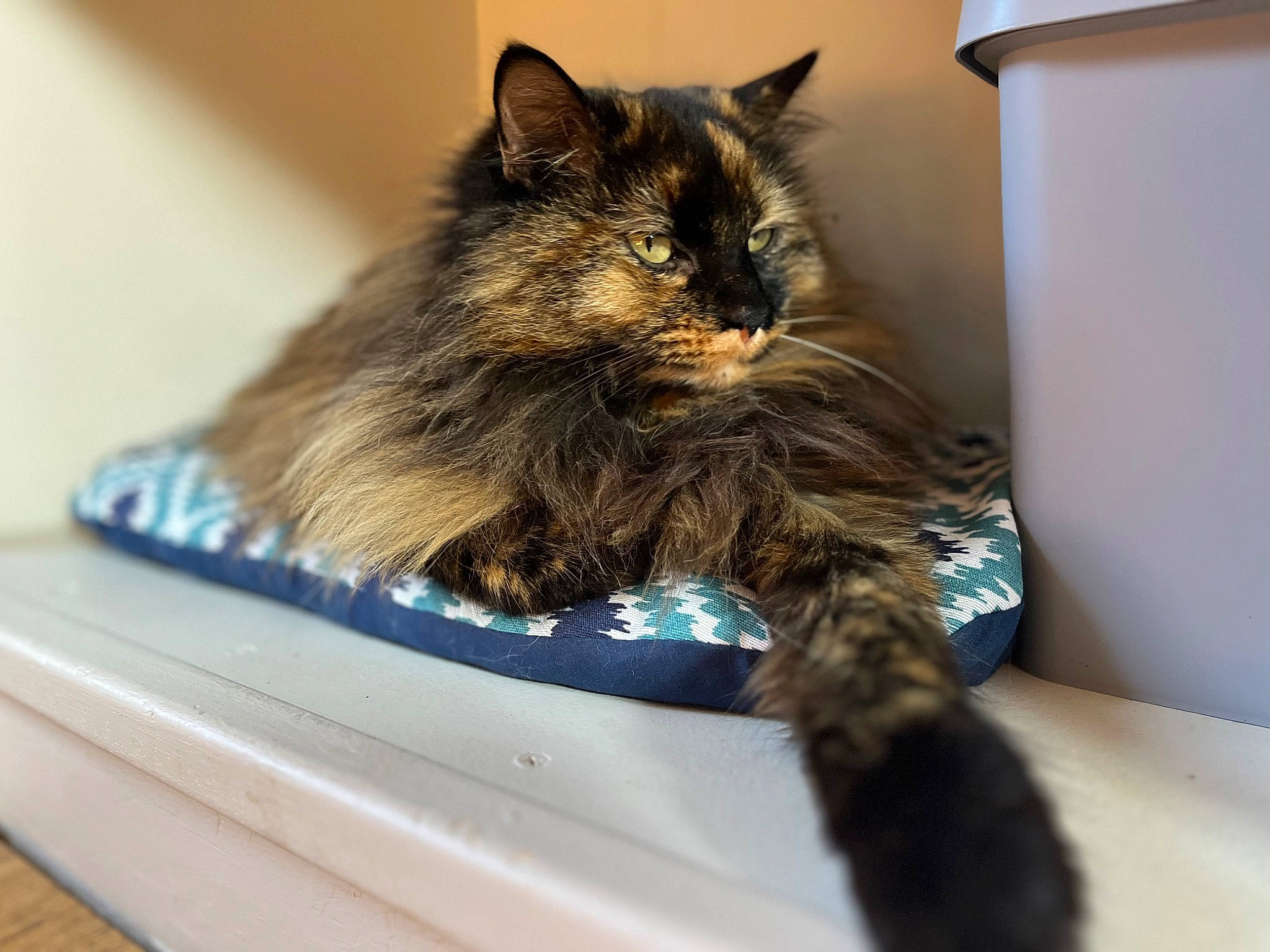 Pin-up a rejoint le concours — aidez-le/la à gagner de superbes lots ! black_cat, box, carnivore, cat, claw, comfort, domestic_short_haired_cat, electric_blue, felidae, fur, paw, small_to_medium_sized_cats, tail, whiskers