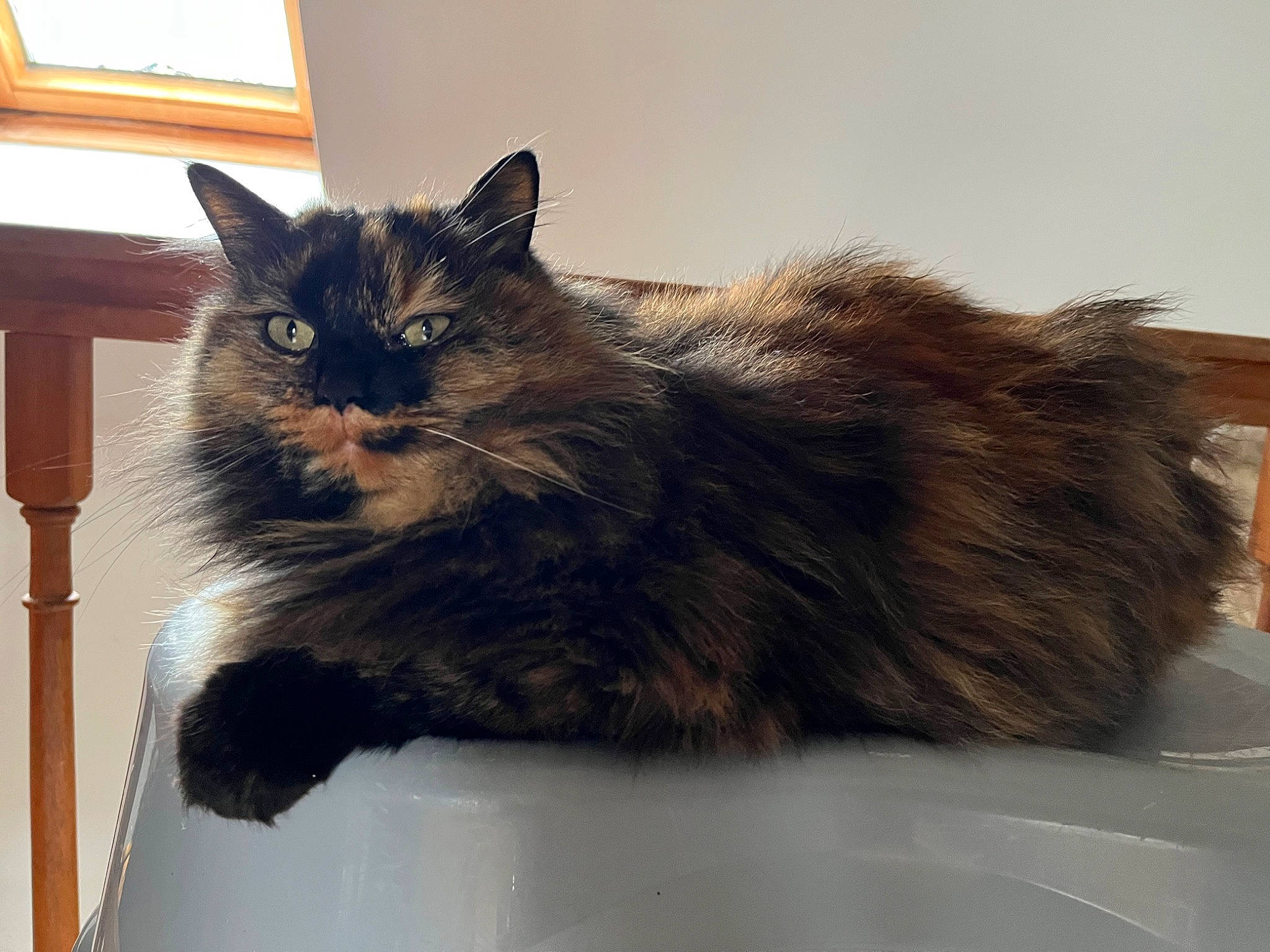 Pin-up a rejoint le concours — aidez-le/la à gagner de superbes lots ! black_cat, box, carnivore, cat, cat_supply, claw, comfort, domestic_short_haired_cat, felidae, fur, paw, plant, small_to_medium_sized_cats, tail, whiskers, window