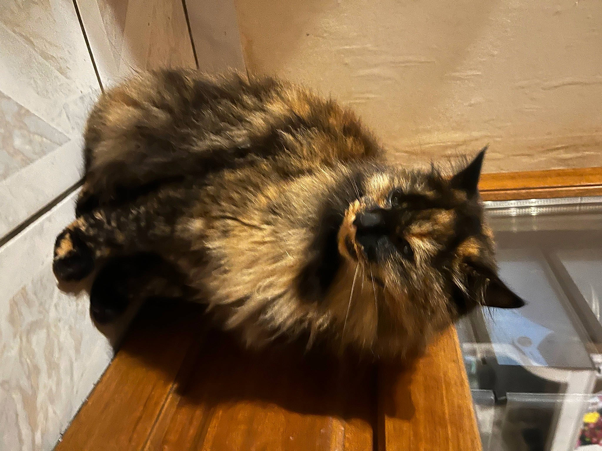 Pin-up a rejoint le concours — aidez-le/la à gagner de superbes lots ! carnivore, cat, claw, fawn, felidae, flooring, fur, hardwood, laminate_flooring, natural_material, paw, persian, small_to_medium_sized_cats, tail, terrestrial_animal, varnish, whiskers, wood, wood_flooring