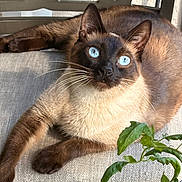 Stammer is registered to the contest to win money with this photo: cat, siamese_cat, blue_eyes, whiskers, fur, cushion, chair, indoor, pet, animal, relaxed, sunlight, closeup, mammal, plant, green_leaves, curious, portrait, feline