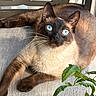 cat, siamese_cat, blue_eyes, whiskers, fur, cushion, chair, indoor, pet, animal, relaxed, sunlight, closeup, mammal, plant, green_leaves, curious, portrait, feline