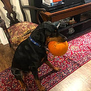 Blitz is registered to the contest to win money with this photo: dog, pumpkin, black_and_tan, rottweiler, pet, animal, indoors, living_room, rug, antique_chair, wood_floor, television, entertainment_center, books, stereo, sitting, holding_object, autumn, home_decor, portrait