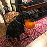 animal, antique_chair, autumn, black_and_tan, books, dog, entertainment_center, holding_object, home_decor, indoors, living_room, pet, portrait, pumpkin, rottweiler, rug, sitting, stereo, television, wood_floor