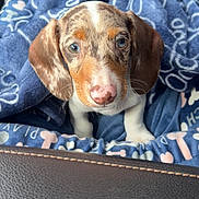 Cooper is registered to the contest to win money with this photo: blanket, blue_blanket, car_interior, cozy, cute, dachshund, dog, ears, eyes, fur, gaze, pattern, paw, pink_nose, portrait, puppy, seat, travel, upholstery, whiskers