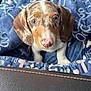 blanket, blue_blanket, car_interior, cozy, cute, dachshund, dog, ears, eyes, fur, gaze, pattern, paw, pink_nose, portrait, puppy, seat, travel, upholstery, whiskers