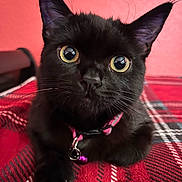 Pearla joined the competition — help win amazing prizes! cat, black_cat, pet, animal, cute, collar, indoor, plaid, blanket, fur, whiskers, face, ears, closeup, relaxed, domestic, feline, pink, red, curious