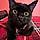 Pearla