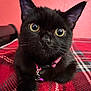 cat, black_cat, pet, animal, cute, collar, indoor, plaid, blanket, fur, whiskers, face, ears, closeup, relaxed, domestic, feline, pink, red, curious