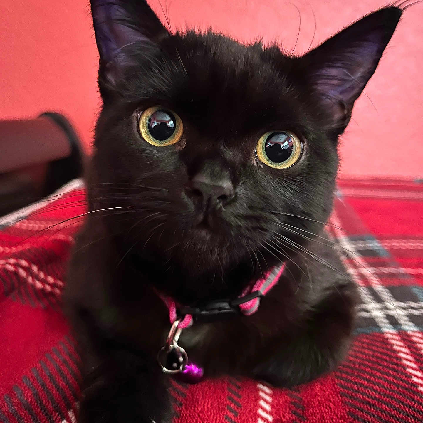 Pearla