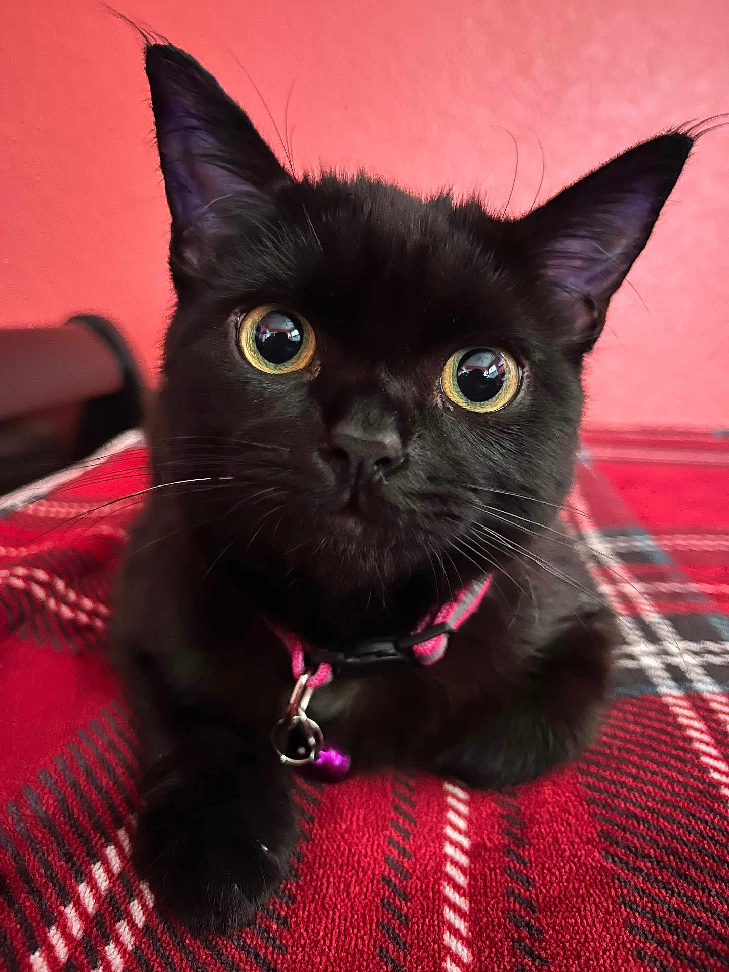 Pearla joined the competition — help win amazing prizes! cat, black_cat, pet, animal, cute, collar, indoor, plaid, blanket, fur, whiskers, face, ears, closeup, relaxed, domestic, feline, pink, red, curious
