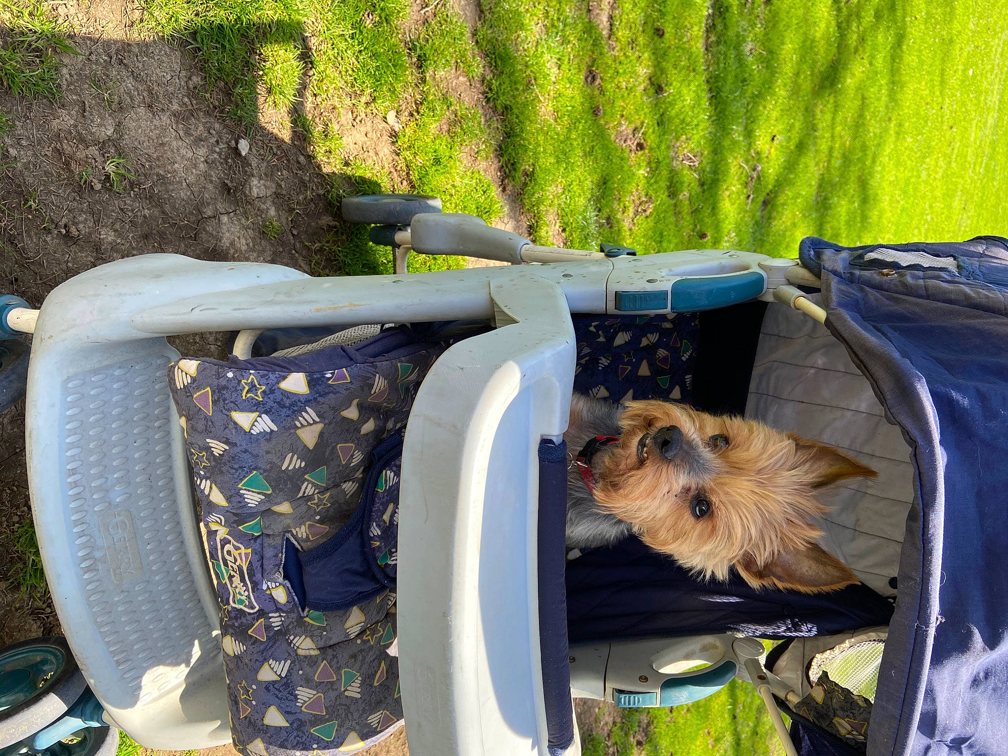 Nicky joined the competition — help win amazing prizes! armrest, carnivore, companion_dog, dog, dog_breed, dog_supply, fawn, fur, garden, grass, outdoor_furniture, pattern, pet_supply, plant, sitting, small_terrier, spitz, sporting_group, terrier, toy_dog