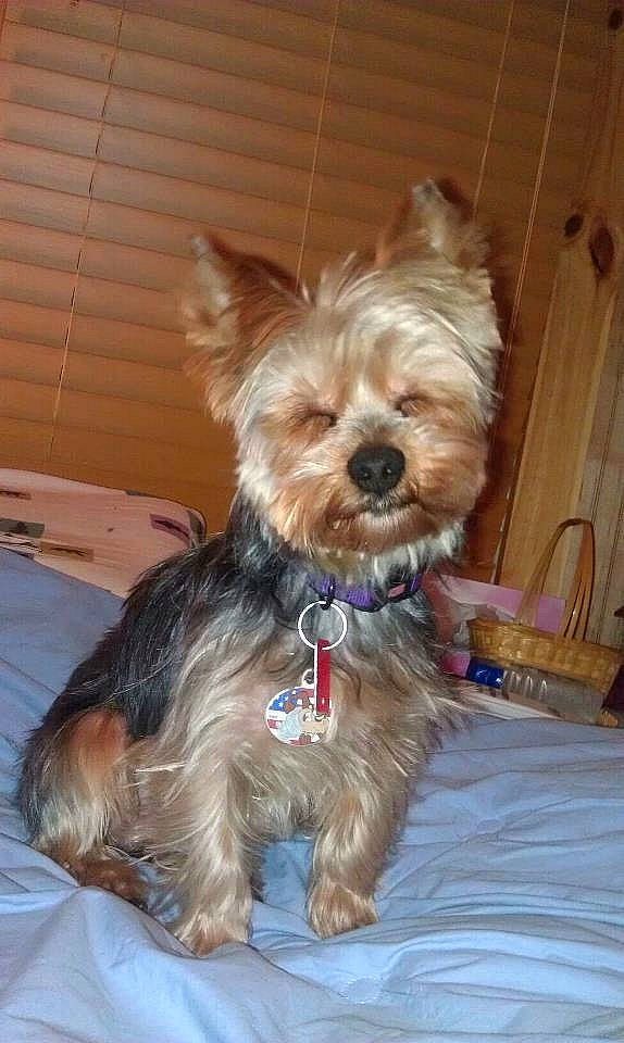 Nicky is registered to the contest to win money with this photo: biewer_terrier, canidae, carnivore, companion_dog, dog, dog_breed, dog_supply, fashion_accessory, fawn, fur, liver, maltepoo, small_terrier, snout, sporting_group, terrier, toy_dog, wood, working_animal, yorkipoo