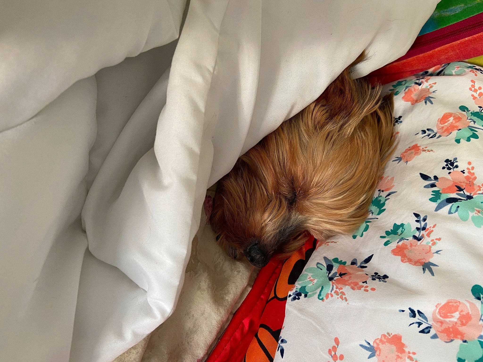 Nicky is registered to the contest to win money with this photo: baby, bed, bed_sheet, bedding, bedroom, bedtime, brown_hair, child, comfort, finger, fur, gesture, hair, human_body, human_leg, linens, pillow, sleeve, textile, toddler
