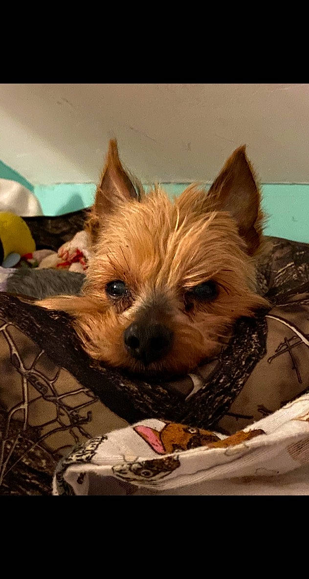 Nicky joined the competition — help win amazing prizes! canidae, carnivore, companion_dog, dog, dog_breed, fur, liver, non_sporting_group, puppy, small_terrier, sporting_group, terrestrial_animal, terrier, toy_dog, whiskers, working_animal