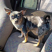 Eclispe joined the competition — help win amazing prizes! dog, small_dog, merle_coat, car_interior, car_seat, sunlight, pet, animal, alert, ears_up, standing, window, daylight, close_up, canine, domestic_animal, seatbelt, vehicle, patterned_fabric, shadow