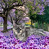cat, flower, purple_flower, nature, tree, pathway, outdoor, animal, pet, feline, grass, leaf, relaxing, wildlife, summer, scenery, garden, closeup, colorful, daytime
