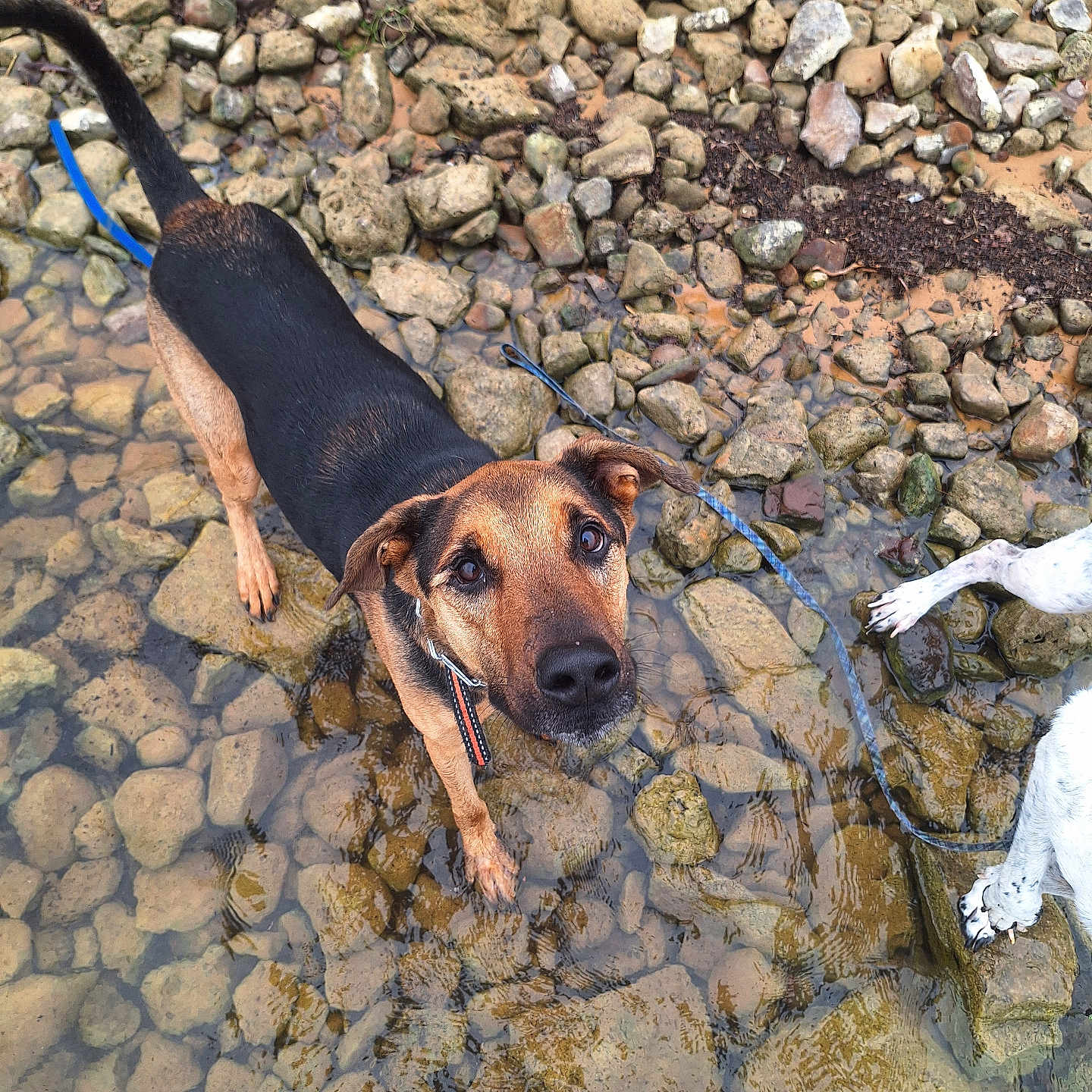 Sargent Brutus is registered to the contest to win money with this photo: accessories, animal, canine, dog, flagstone, hound, leash, livestock, outdoors, path, pebble, pet, rock, rubble, sheep, slate, soil, strap, walkway, water