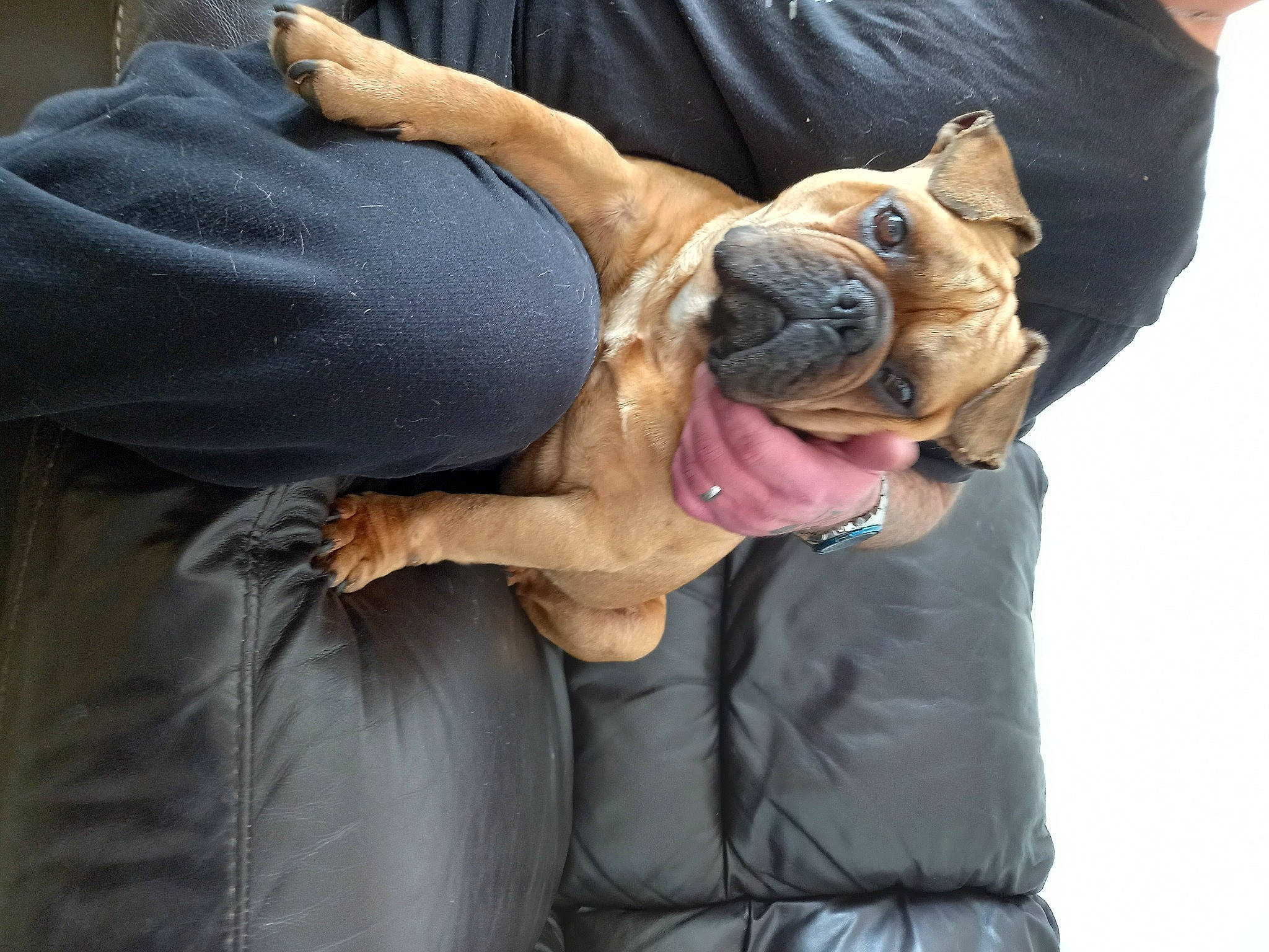 Obama participe au concours pour gagner de l'argent avec cette photo : bulldog, carnivore, companion_dog, dog, dog_breed, dog_collar, eyewear, fawn, formal_wear, gesture, guard_dog, hug, leash, molosser, snout, sporting_group, sunglasses, toy_dog, working_animal, wrinkle